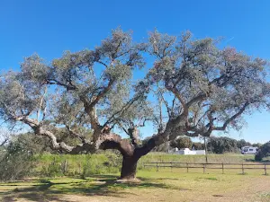 Camping Alentejo
