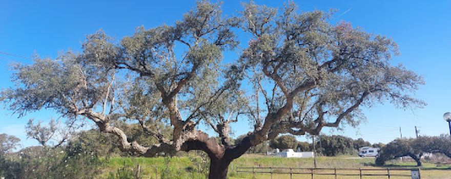 Camping Alentejo