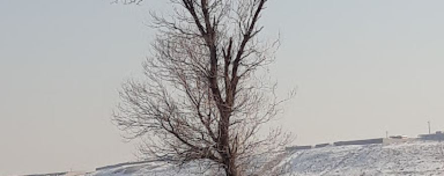 Sardroud
