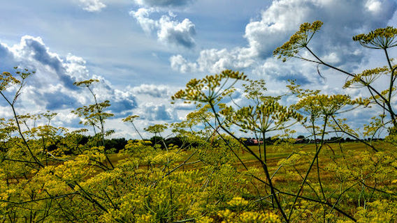 Reit- und Fahrverein Aschendorf e.V.