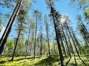 Saimaa Seal Trail Through Esker Terrain