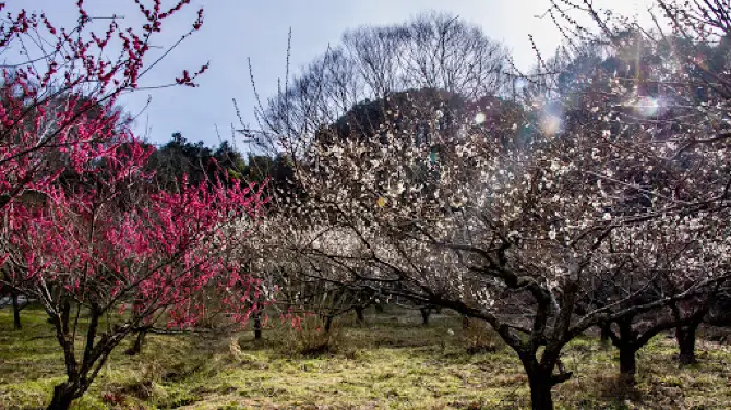 Manyo Forest (Plum Grove)