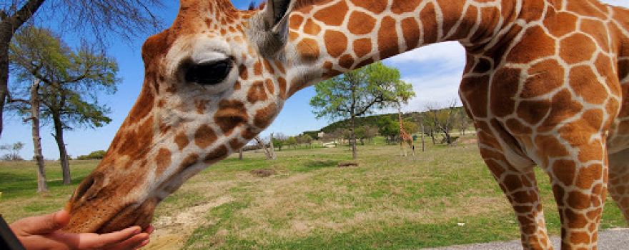 Fossil Rim Wildlife Center-Children's Animal Center