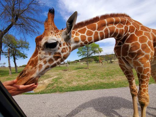 Fossil Rim Wildlife Center-Animal Discoveries