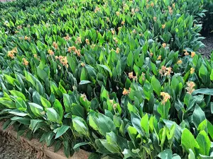 Nehru Garden