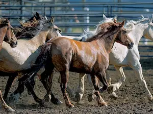 Polk County Fairgrounds