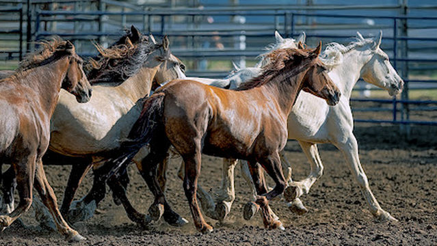 Polk County Fairgrounds