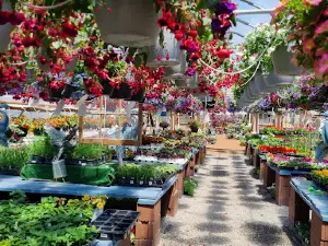 Black Forest Nursery