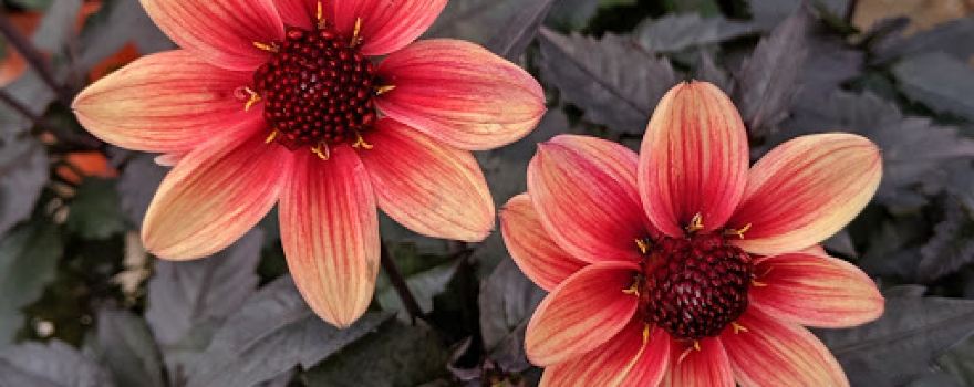 Daisy Garden Corporation