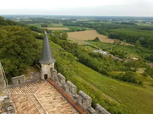 Huitres Fossiles