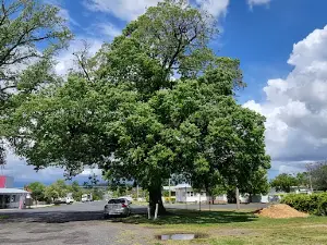 Tenterfield Cork Tree