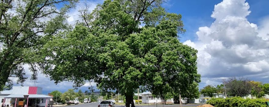 Tenterfield Cork Tree