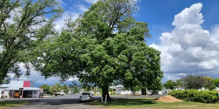 Tenterfield Cork Tree