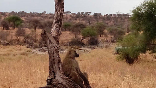 Public Campsite no 1 Tarangire National Park