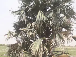 Thierno Diallo Garden