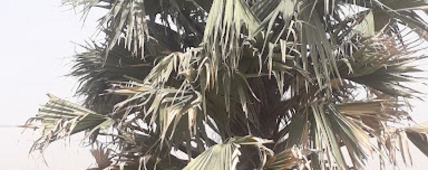 Thierno Diallo Garden