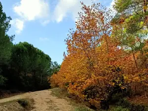Çamlıca Şelalesi