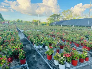 BOUNTIFUL FLOWER GARDEN