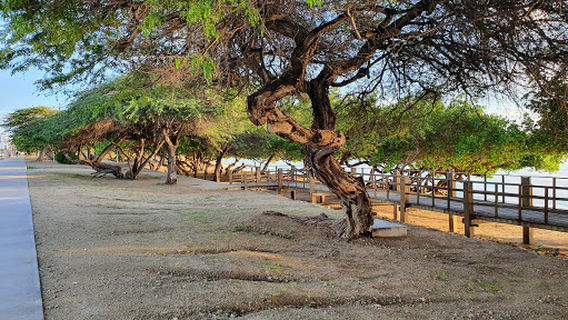 Nationale Bibliotheek van Aruba