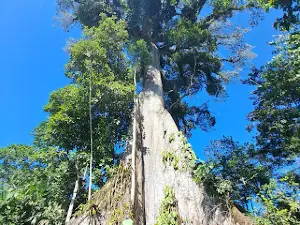 Ceibo gigante