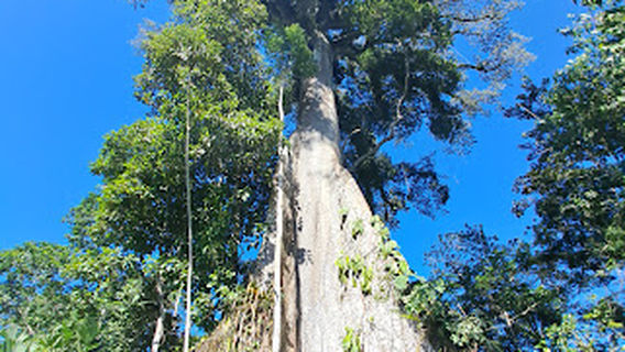 Ceibo gigante
