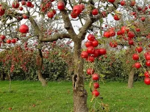 Mehrshahr Apple Orchard