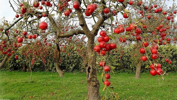 Mehrshahr Apple Orchard