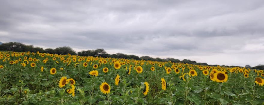 Campos de girasoles JCAMX