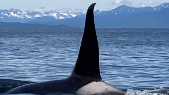 Catch of the day LLC Alaska, Hoonah whale watching.