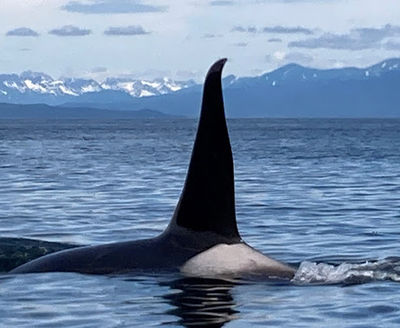 Catch of the day LLC Alaska, Hoonah whale watching.