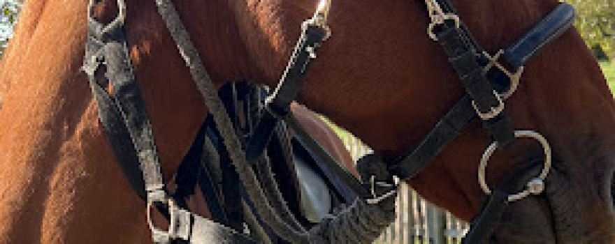 EquiTransylvania Horse Riding Tours