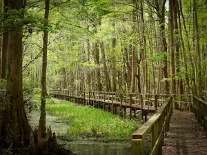 Santee Coastal Reserve