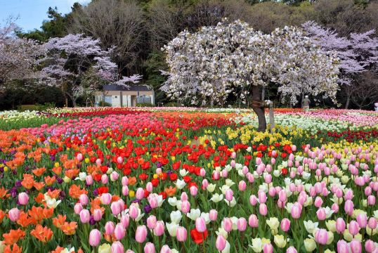 Hamamatsu Flower Park