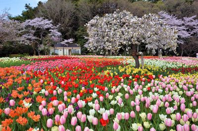 Hamamatsu Flower Park