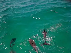 Southern Star Dolphin Cruise