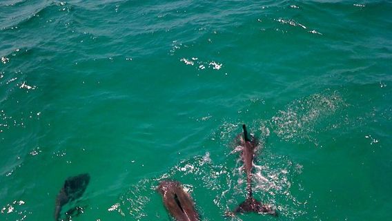 Southern Star Dolphin Cruise