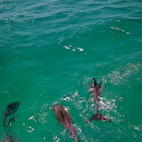 Southern Star Dolphin Cruise