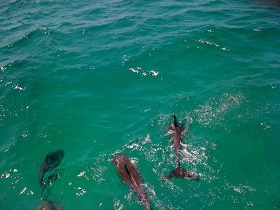 Southern Star Dolphin Cruise