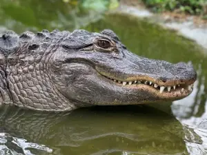 Indian Creek Zoo