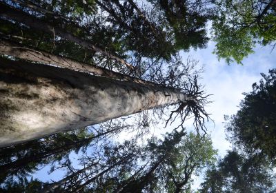 Parc national de Pyhä-Häkki