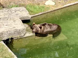 Fossa degli orsi