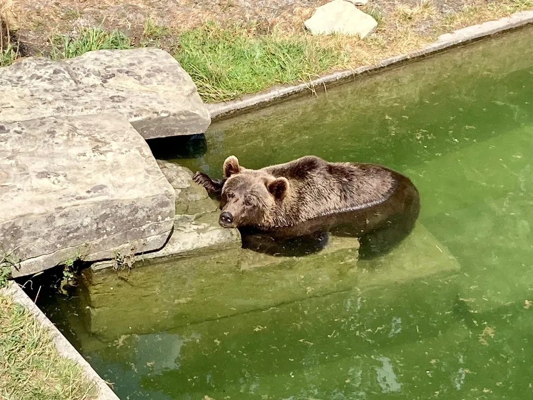 2_伯爾尼熊公園