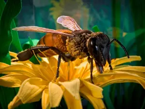 Arataki Honey - Visitor Centre