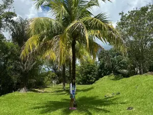 Essequibo River