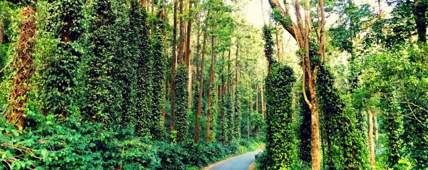 Yercaud
