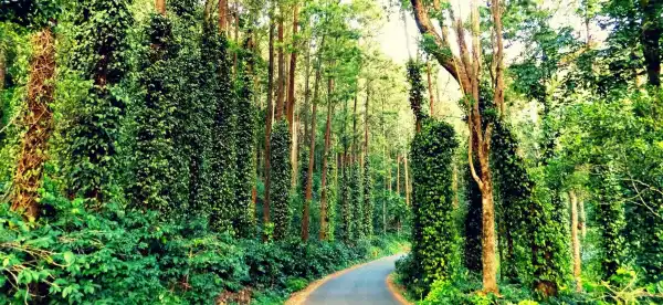 Yercaud