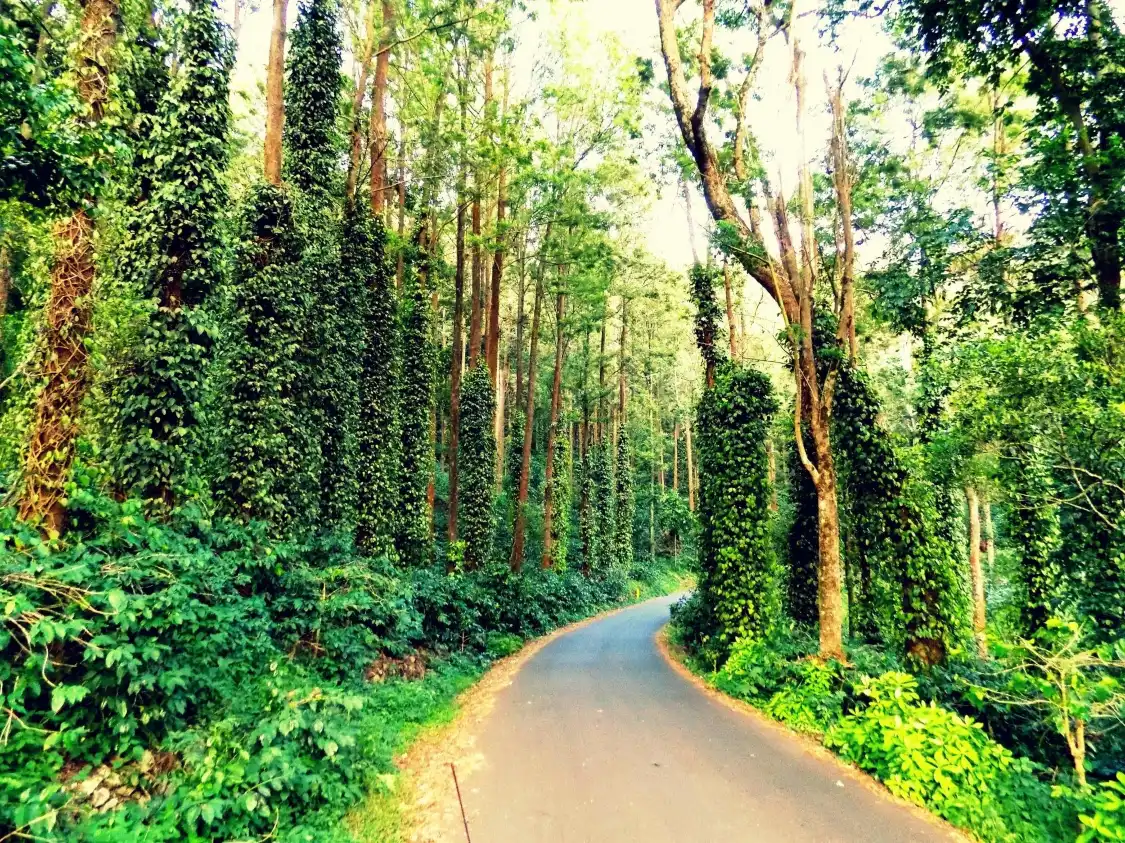Hotels near 32-km Loop Road