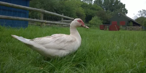 Lawrence Weston Community Farm