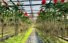 Sai Nam Phung Orchid Farm
