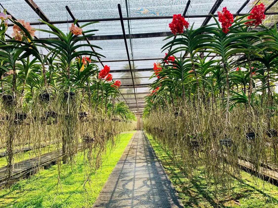 Hotels near Sai Nam Phung Orchid Farm